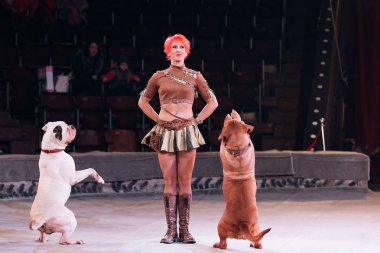 KYIV, UKRAINE - NOVEMBER 1, 2019: Smiling handler performing trick with dogue de bordeaux in circus  clipart