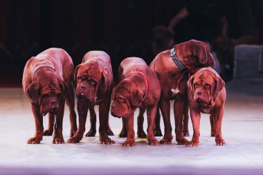 KYIV, UKRAINE - NOVEMBER 1, 2019: Dogue de bordeaux standing on stage of circus clipart