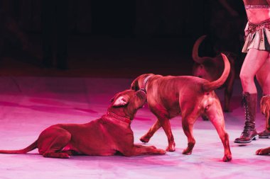 KYIV, UKRAINE - NOVEMBER 1, 2019: Cropped view of dogue de bordeaux and handler at circus stage clipart