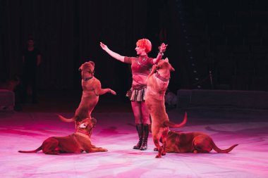 Kyiv, Ukrayna - 1 Kasım 2019: Sirkte Dogue de Bordeaux ile yan görünüm