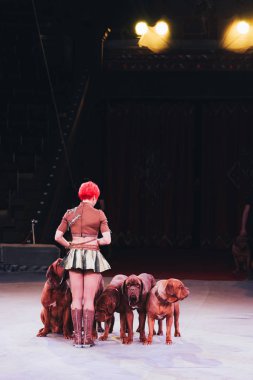 Kyiv, Ukrayna - 1 Kasım 2019: Sirk sahnesinde Dogue de Bordeaux ile denetimcinin arka görünüşü
