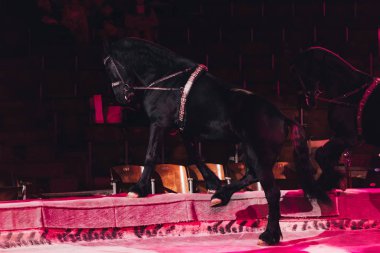 KYIV, UKRAINE - NOVEMBER 1, 2019: Black horses doing trick on circus arena clipart