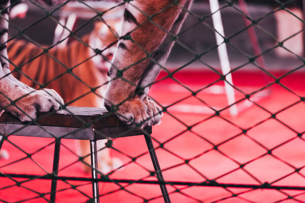 KYIV, UKRAINE - NOVEMBER 1, 2019: Selective focus ot tiger standing on stand behind grid of circus stage