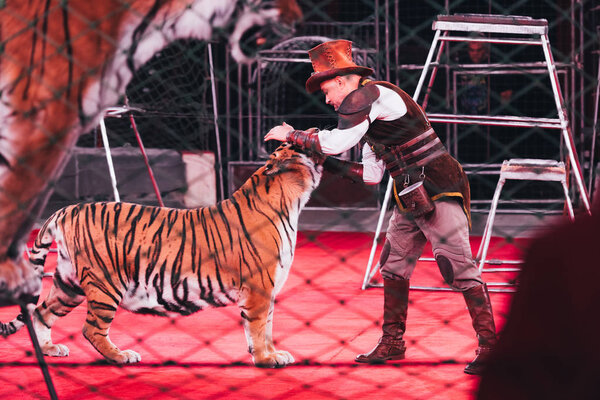 KYIV, UKRAINE - NOVEMBER 1, 2019: Side view of handler performing with tiger in circus