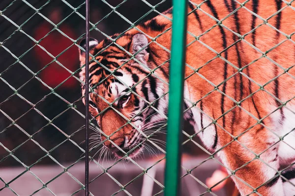 stock image KYIV, UKRAINE - NOVEMBER 1, 2019: Selective focus of tiger behind net of circus stage