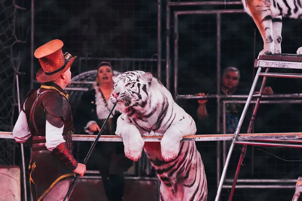 Kijev Ukrajna November 2019 Side View Handlers Doing Trick Tiger — Stock Fotó