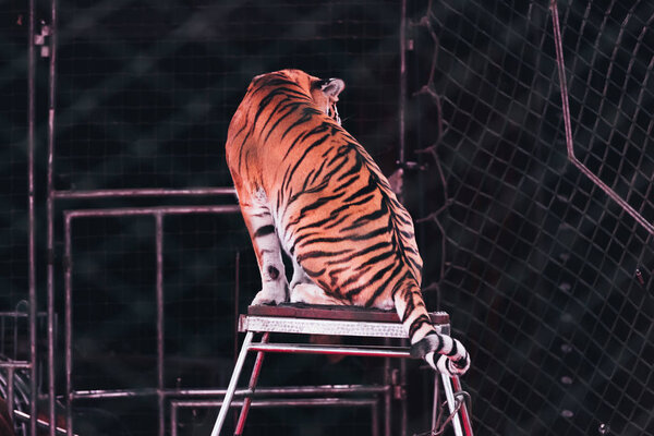 KYIV, UKRAINE - NOVEMBER 1, 2019: Selective focus of tiger sitting at stand behind net of circus arena