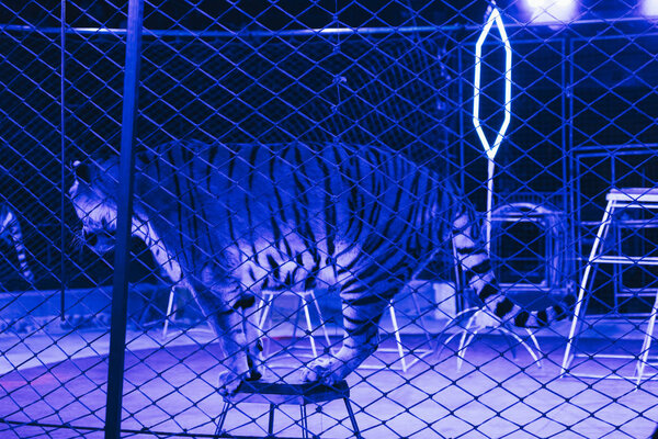 KYIV, UKRAINE - NOVEMBER 1, 2019: Tigers with equipment and neon light on arena in circus 