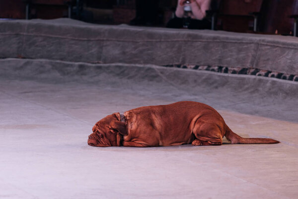 KYIV, UKRAINE - NOVEMBER 1, 2019: Selective focus of dogue de bordeaux lying on circus stage with viewer at background