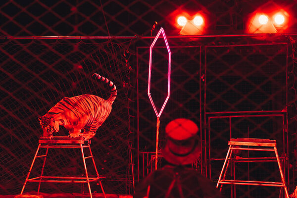 KYIV, UKRAINE - NOVEMBER 1, 2019: Selective focus of tiger and handler behind grid on circus stage
