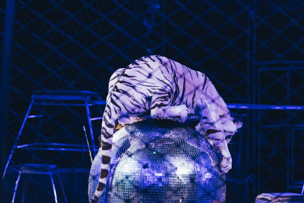 KYIV, UKRAINE - NOVEMBER 1, 2019: Selective focus of tiger on mirror ball behind grid of circus stage