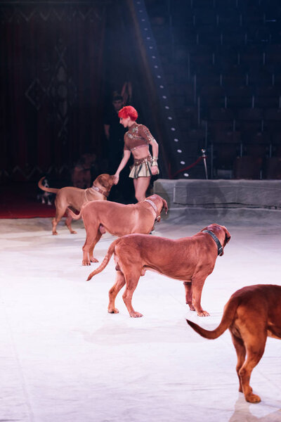 КИЕВ, УКРАИНА - 1 НОЯБРЯ 2019: Вид сбоку красивого куратора, делающего трюк с dogue de bordeaux на цирковой арене
