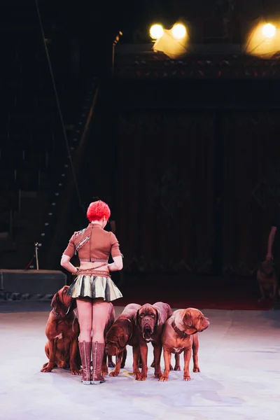 Kyiv Ukraine November 2019 Back View Handler Dogue Bordeaux Circus — Stock Photo, Image