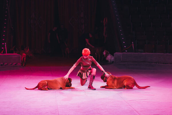 КИЕВ, УКРАИНА - 1 НОЯБРЯ 2019 г.: Привлекательный куратор делает трюк с догом де Бордо в цирке
