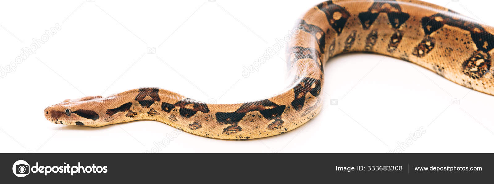 Panoramic Shot Python White Background — Stock Photo © AndrewLozovyi ...