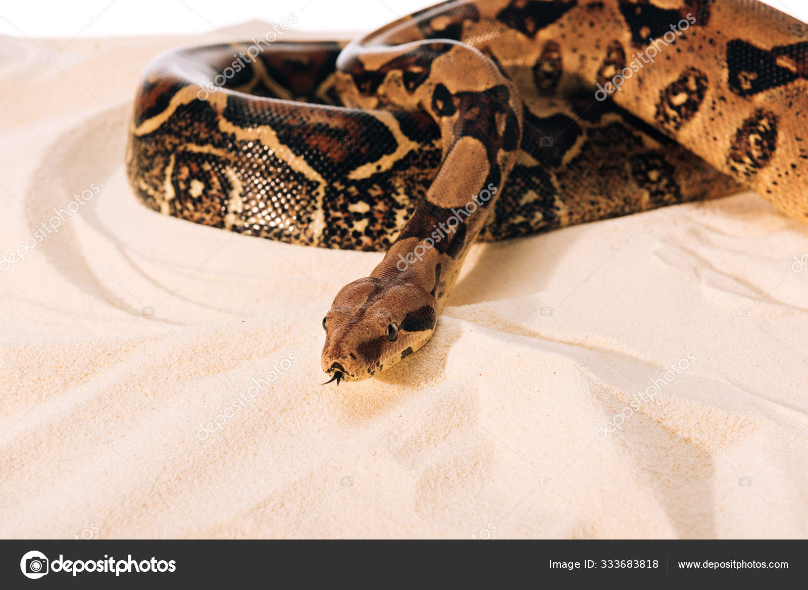 Selective Focus Python Sand White Background Stock Photo by ...