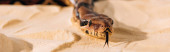 Panoráma lövés kígyó kilógó nyelv homok