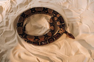 Top view of python snake on textured sand clipart