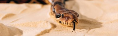 Panoramic shot of snake with sticking out tongue on sand clipart