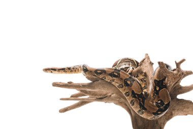 Tahta kereste üzerindeki piton beyaz üzerinde izole