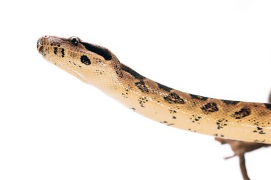 Low angle view of python on wooden log isolated on white clipart