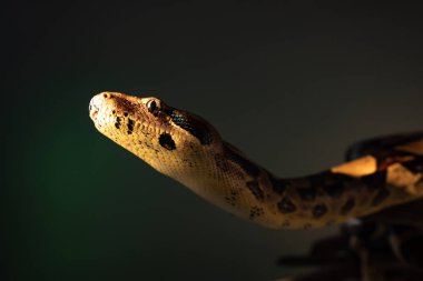 Güneş ışığındaki pitonun seçici odağı gri renkte izole edilmiş