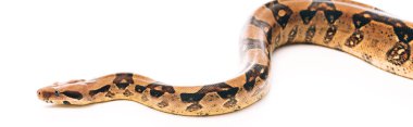 Panoramic shot of python on white background clipart
