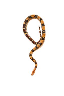 Top view of twisted python snake isolated on white clipart
