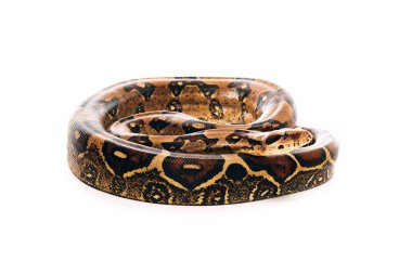 Close up view of twisted python isolated on white clipart