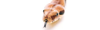 Close up view of python with sticking out tongue on white background, panoramic shot clipart