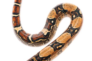 Beyaz üzerinde izole edilmiş pitonun dokulu yılan derisinin yüksek açılı görünümü