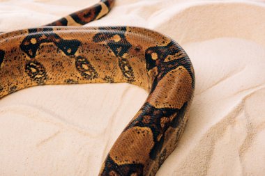 High angle view of python on textured sand  clipart
