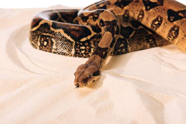Selective focus of python on sand on white background clipart