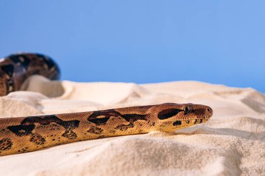 Selective focus of python on sand on blue background clipart