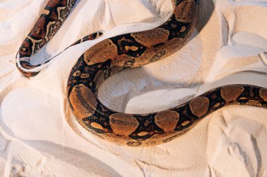High angle view of twisted python on textured sand clipart