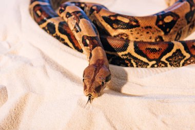 Selective focus of python with sticking out tongue on sand clipart