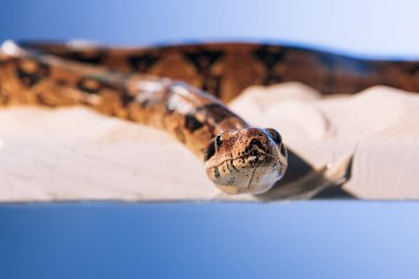 Selective focus of snake on sand on blue background clipart
