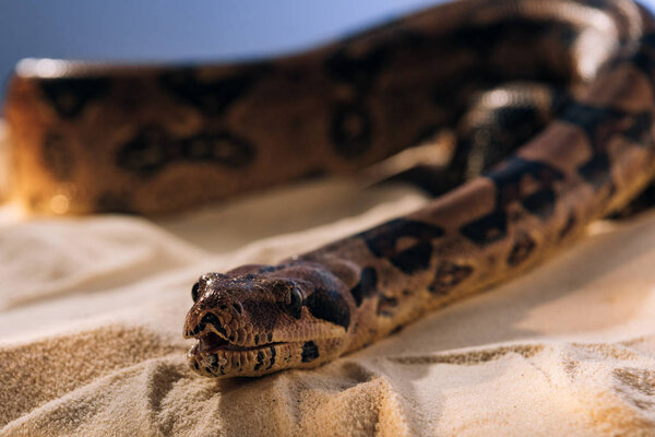 Selective focus of python on sand on blue background