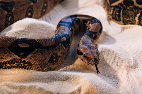 Selective focus of python with sticking out tongue on sand