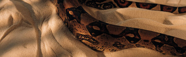 Panoramic shot of snake with sunlight on textured sand 