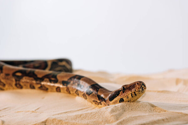 Selective focus of python on sand on grey background