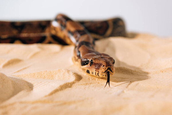 Selective focus of python with sticking out tongue on sand on grey background