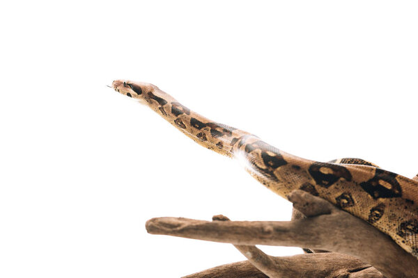 Python snake on wooden snag isolated on white