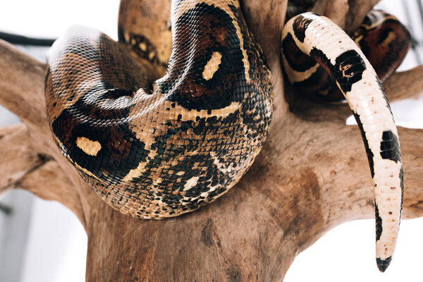 Close up view of textured snakeskin of python on wooden log on white background