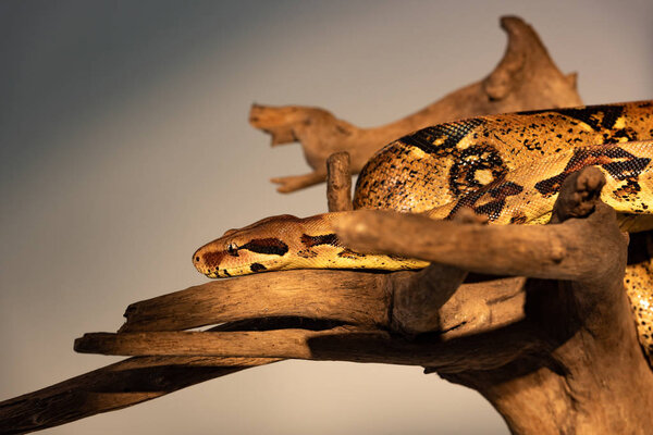 Selective focus of python in sunshine on wooden log isolated on grey
