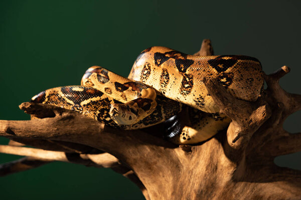 Selective focus of python twisted around wooden log with sunlight isolated on grey