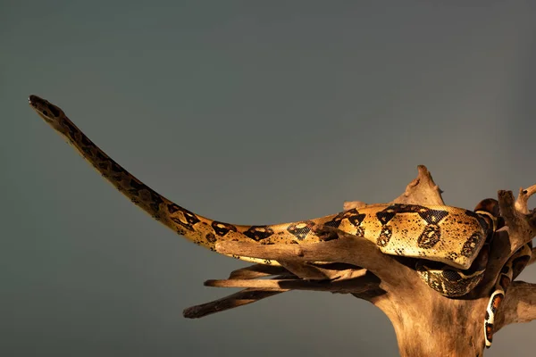 Змея Питон Солнечным Светом Деревянной Загвоздке Изолирована Сером — стоковое фото