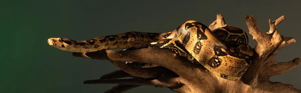 灰色に隔離された日光の中でヘビのパノラマショット — ストック写真