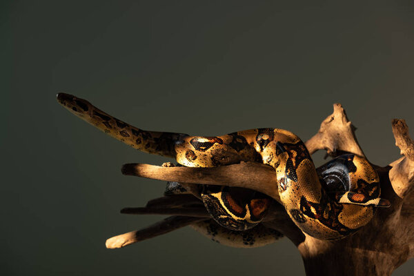 Python крутился вокруг деревянной загвоздки, изолированной на сером
