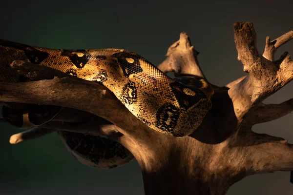 Nahaufnahme Von Python Sonnenlicht Auf Holzbalken Isoliert Auf Grau — Stockfoto